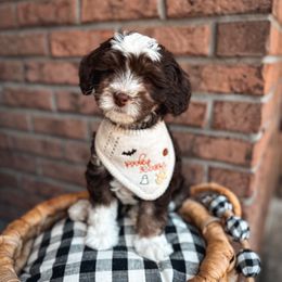 Bourban Blaze - Tri-color male Bernedoodle puppy in Fleming Island, Florida from Island Doodles