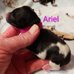 Ariel - Parti female Miniature Schnauzer puppy in Midland, Texas from Shebbies Puppy Palace