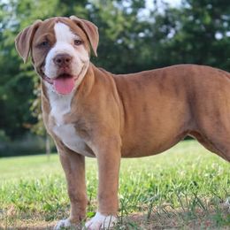 Thriller - female Alapaha Blue Blood Bulldog puppy in Grafton, Ohio from Eclipse Alapaha Kennels