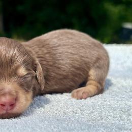 LINCOLN - Chocolate and tan male Dachshund puppy in Delano, Tennessee from Olive Branch Acres