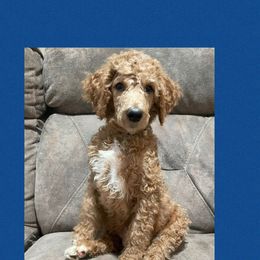 Jonah AKC - Red  male Poodle puppy in Harrisburg, Arkansas from Ransone’s Ridge Runners Poodles and Doodles