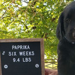 Paprika - Black Flat-Coated Retriever puppy in Stillwater, Minnesota from Whirlwind Flat-Coated Retrievers