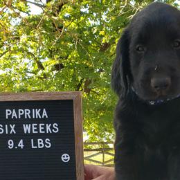 Paprika - Black Flat-Coated Retriever puppy in Stillwater, Minnesota from Whirlwind Flat-Coated Retrievers