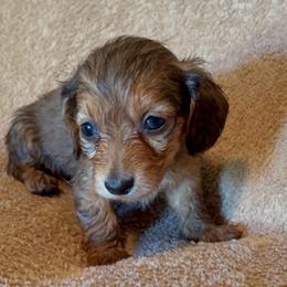 Akc girl 2 - Fawn (isabella) and tan female Dachshund puppy in Yuma, Arizona from M's puppy love
