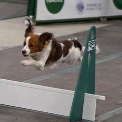 Nederlandse Kooikerhondjes from Dreamscape Kooikerhondjes