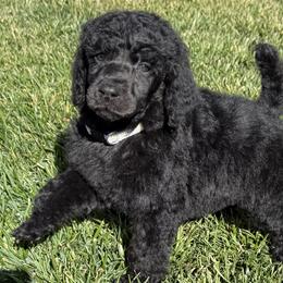 Tomasina - Black female Poodle puppy in Hesperia, California from Whitesock Standard Poodles