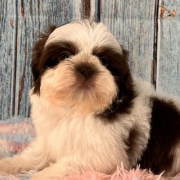 SNOOPY - Liver and white Shih Tzu puppy in Beatrice, Nebraska from I Shih Tzu Not Puppies