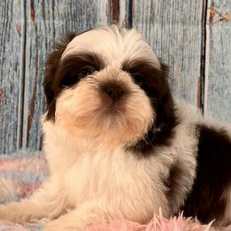 SNOOPY - Liver and white Shih Tzu puppy in Beatrice, Nebraska from I Shih Tzu Not Puppies