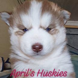 Girl 1 - Red and white female Siberian Husky puppy in Terre Haute, Indiana from April's Huskies
