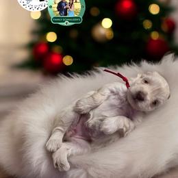 Red Collar Female - White female Miniature Schnauzer puppy in Sacramento, California from Hardcastle Family Schnauzer’s