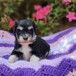 Tiny girl - Parti female Miniature Schnauzer puppy in Trinity, Alabama from C&E'S Schnauzers