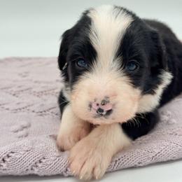 Whoopie - Black and white female Bernedoodle puppy in Claremont, North Carolina from Magnolia Grove Farms