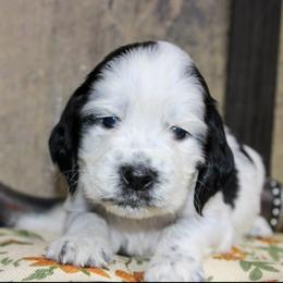 Dean - White and black male English Springer Spaniel puppy in Winchester, Kentucky from Hidden Springs Farm
