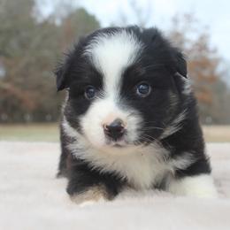 Australian Shepherd Puppies from Blush & Lace Aussie Co.