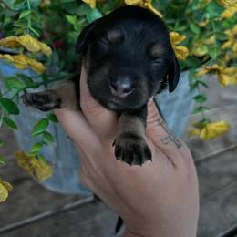Bear Claw - Black and tan male Dachshund puppy in Payette, Idaho from NT Mini Doxies