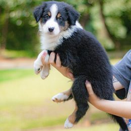 Dionysus - Black tri-color male Australian Shepherd puppy in Monroe, Georgia from Lovable Little Aussies