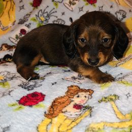 Bruce - Red Dachshund puppy in Saint Paul, Minnesota from Vibrant Eyes Doxies