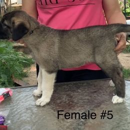 Girl 5 - Fawn female Anatolian Shepherd Dog puppy in Daggett, Michigan from T&S Anatolians