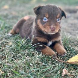 Olipop - Red tri male Miniature Australian Shepherd puppy in Lincoln, California from Country Dreams Mini Aussies