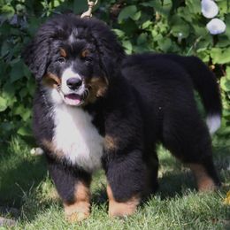 Bernese Mountain Dog Puppies from Lavender Hill Bernese