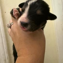Colette - Black tri-color female Australian Shepherd puppy in Four Oaks, North Carolina from RoseWest Farms