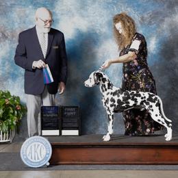 Girl 5 - female Dalmatian puppy in Spring Branch, Texas from D'vine Dalmatians