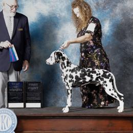 Yellow Girl - female Dalmatian puppy in Spring Branch, Texas from D'vine Dalmatians