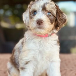 Aussiedoodle, Bordoodle, Goldendoodle, and Poodle Puppies from Calena’s Doodle Pups
