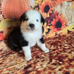 Aspen - Black tri-color male Australian Shepherd puppy in Lakeland, Florida from Diamond P Australian Shepherds