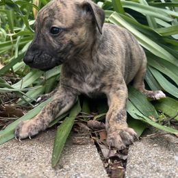 Harvy - Black brindle Whippet puppy in West Plains, Missouri from Sycamore Ridge Puppies