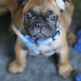 Blue Collar - Fawn and white male French Bulldog puppy in Wichita, Kansas from Phantasticus French Bulldogs