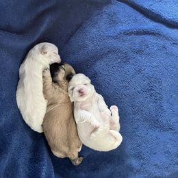 Shih Tzu puppies from Sarayas Shih Tzus