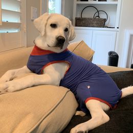 Labrador Retriever All Grown Up from Chateau St. John