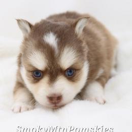 Kyra - Chocolate female Pomsky puppy in Christiana, Tennessee from Smoky Mountain Pomskies
