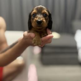 Stella - Sable female Dachshund puppy in Kennewick, Washington from Mini Dachshund Collection