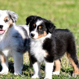 Australian Shepherd Puppies from Black Cow Kennels