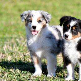 Australian Shepherd Puppies from Black Cow Kennels