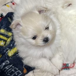 Holly - White female Pomeranian puppy in Titus, Alabama from Harmony Pomeranians