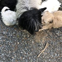 Havana Silk Dog Puppies from Marge Feiner