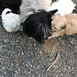 Havana Silk Dog Puppies from Marge Feiner