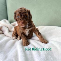 Red Riding Hood - Sable female Poodle puppy in Ellenburg Center, New York from Kristin's Puppies