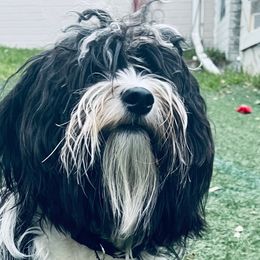 Havanese from Highland Hills Havanse