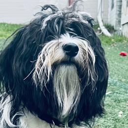 Havanese from Highland Hills Havanse