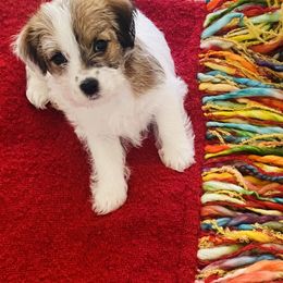 Russell Terrier Puppies from Chardonnay Russells