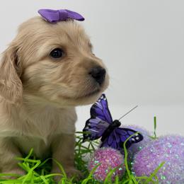 Bliss (joy, perfect happiness) - Cream female Dachshund puppy in Murfreesboro, Tennessee from Kimbrie's Dream Cream Doxies