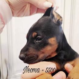 Neoma - Black and rust female Doberman Pinscher puppy in Aurora, Indiana from Double-Take Doberman Kennels