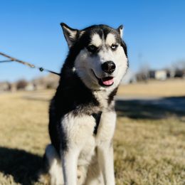 Shadow - Siberian Husky