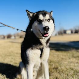 Shadow - Siberian Husky
