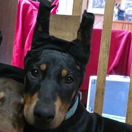 Blue collar black female - Black and rust female Doberman Pinscher puppy in Houston, Texas from Draggin Dobermans & Great Danes