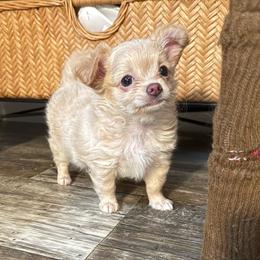 Butter price: 6,000 - Gold female Chihuahua puppy in Summerfield, Florida from Uey’s Chihuahuas